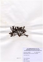 藏品(有柄褐扇藻)的圖片